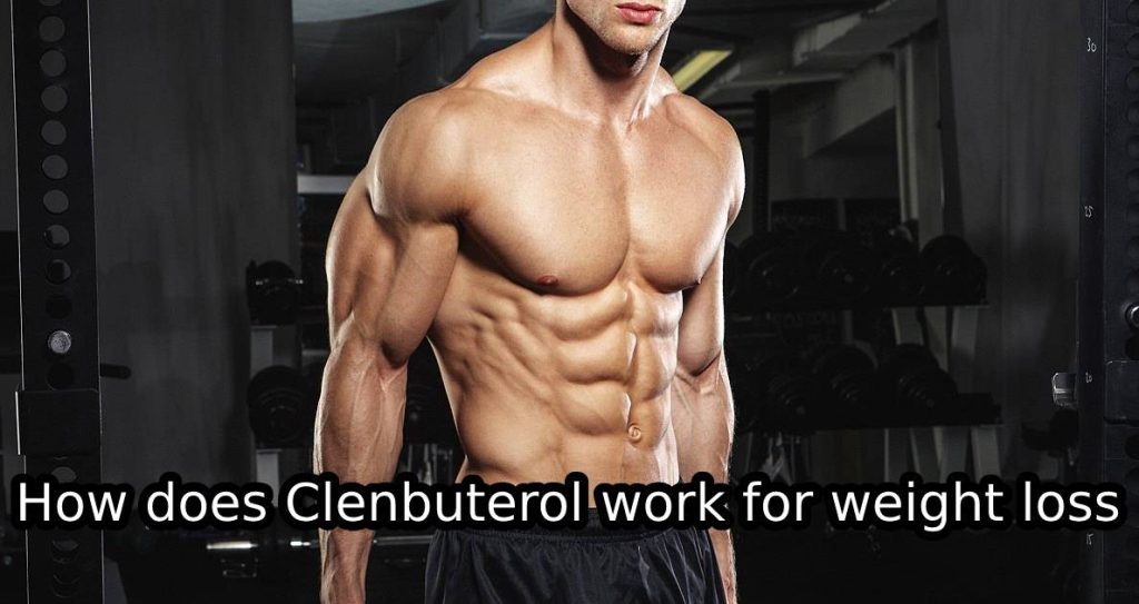 How does Clenbuterol work for weight loss